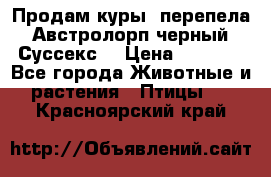 Продам куры, перепела. Австролорп черный. Суссекс. › Цена ­ 1 500 - Все города Животные и растения » Птицы   . Красноярский край